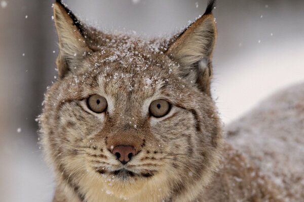 Pelusas ligeras de nieve blanca en la cabeza de un lince