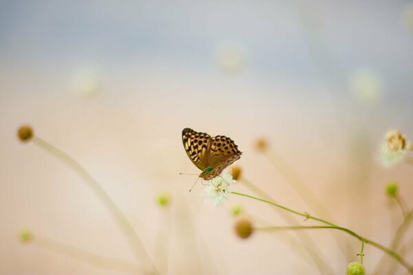 Schmetterling auf Kornblume mit unscharfem Hintergrund