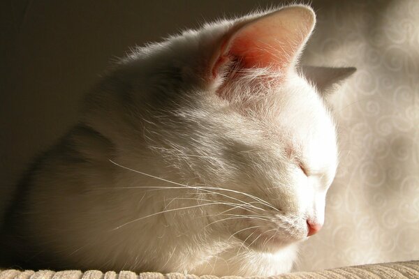 A sleepy white cat with a pink nose