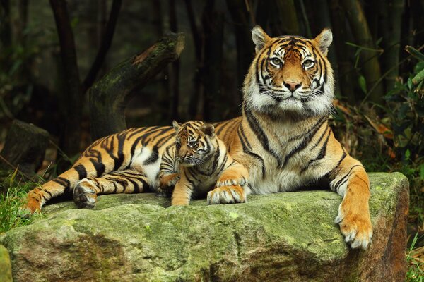 A predatory tigress with her little tiger cub