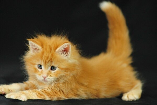 Pequeño gatito rojo en un fondo oscuro