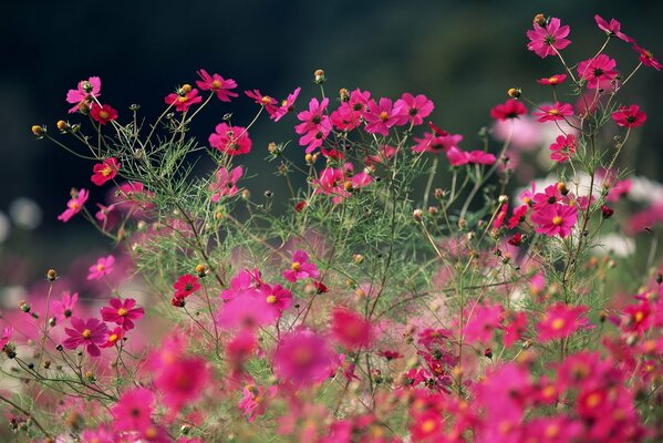 Wild pink summer flowers of cosmea