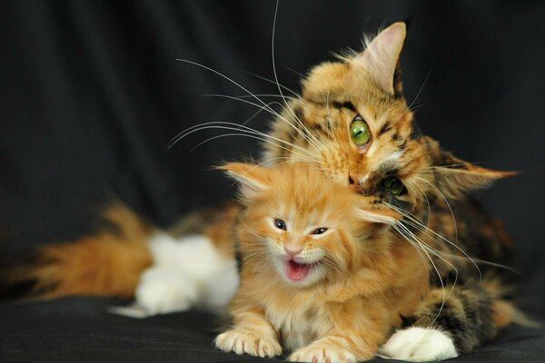 A red kitten near a three-colored Maine Coon cat with a tortoiseshell shade