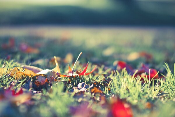 Hierba con follaje de otoño brillante caído