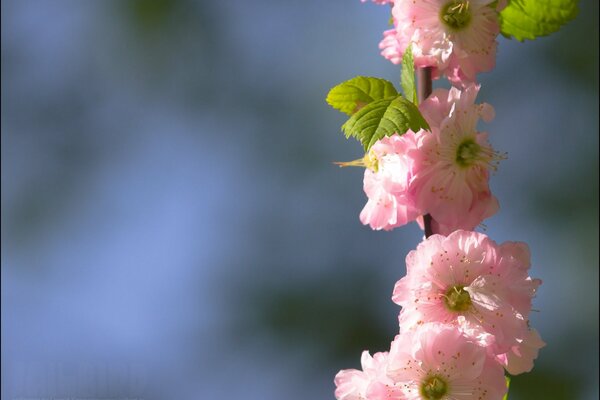 Flores de primavera, delicadas y encantadoras