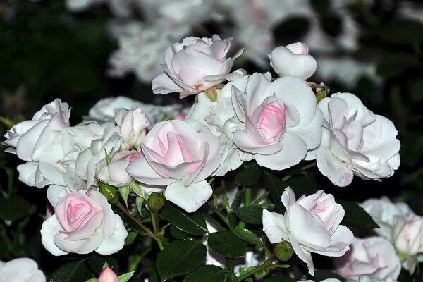 Bouquet of white delicate roses