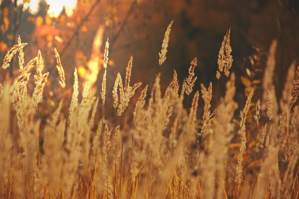 Golden fields are being mowed at sunset