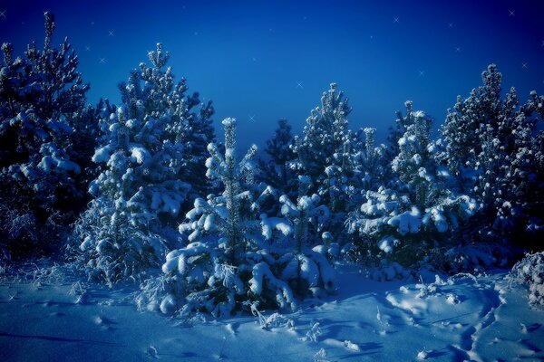 Giovani alberi di Natale innevati di notte