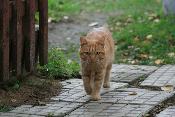 Rustikaler roter Katzenblick