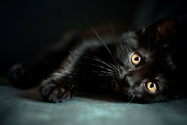 Fond d écran de chaton noir avec un beau museau et des yeux