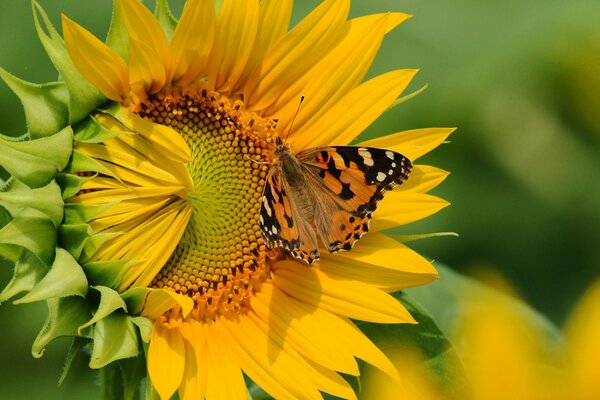 The butterfly flew to the fragrance of sunflower