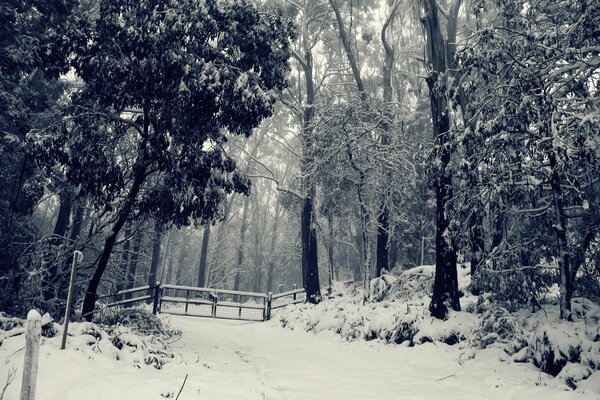 Árboles de invierno en el desierto del bosque