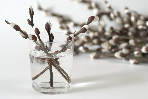 Branches de saule dans un verre transparent