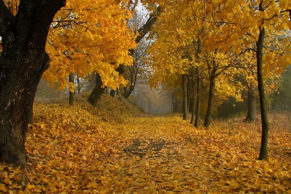 Осенний парк с желтыми листьями