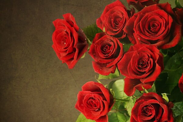 Blooming red roses, bouquet