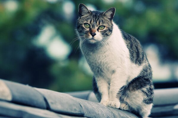 The cat is sitting on the roof of the house