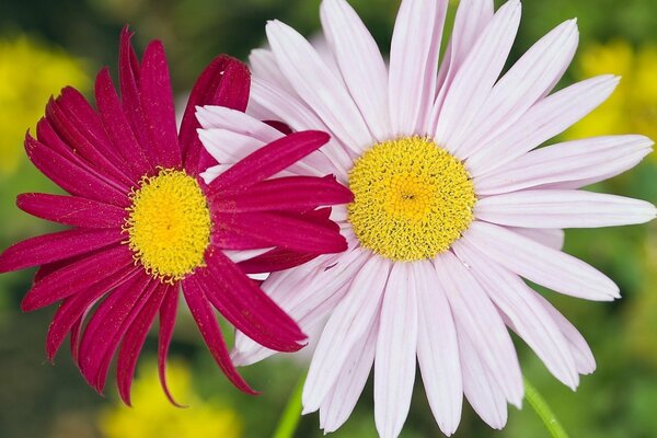 Un paio di margherite rosa e bianche