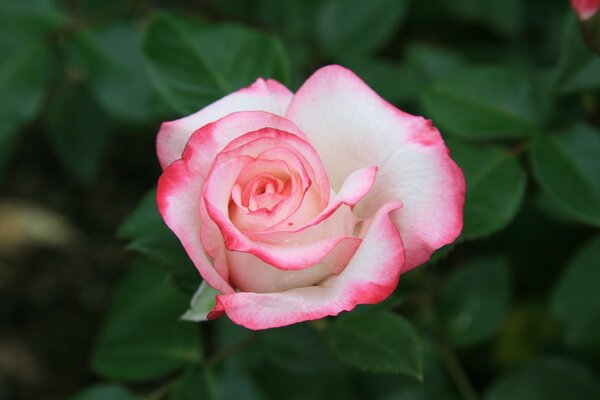 Bourgeon de rose blanche avec bord rose sur fond de feuilles vertes