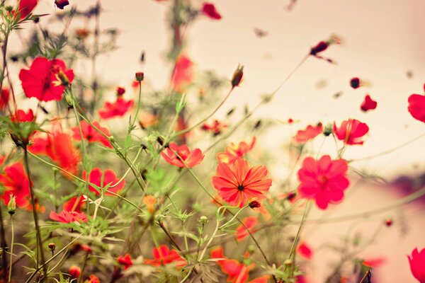 Blumen bei Sonnenuntergang sind ein schöner Anblick