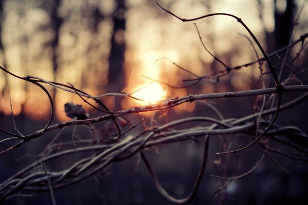 Branches d automne et le coucher du soleil dans la forêt