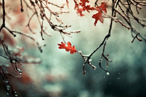 Late autumn and snow-covered branches