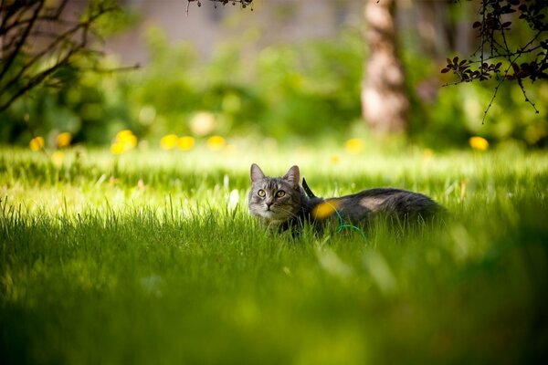 A chubby friend in a spring garden