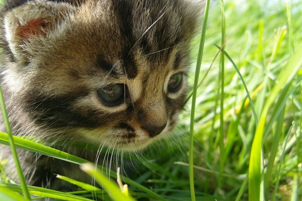 Pequeño gatito curioso explorando el mundo