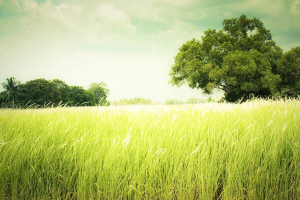 Summer green field in the rays of the sun