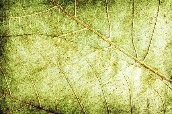 Textura de hoja verde veteada