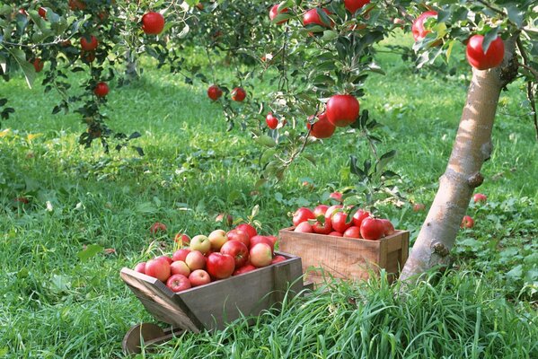 Harvesting red apples in wooden boxes in the garden