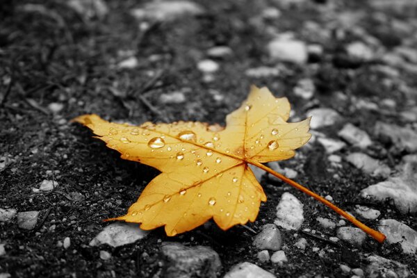 Autumn leaf with raindrops on asphalt