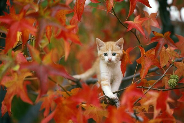 Pequeña pelirroja en el fondo de un árbol de otoño