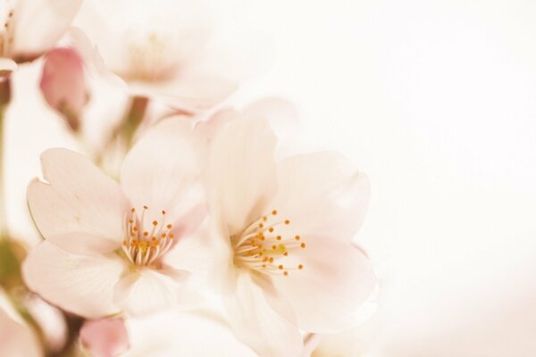 La légèreté délicate des fleurs Blanches