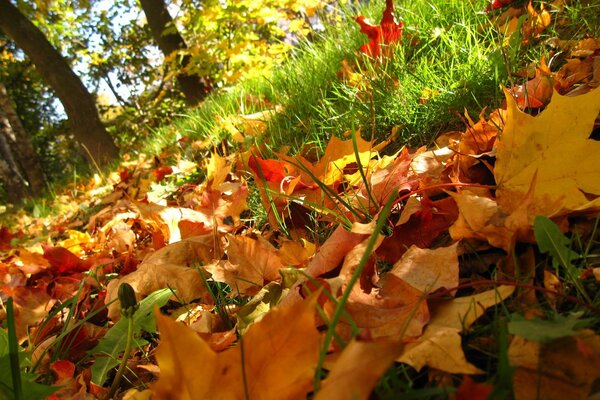 Herbstlaub von den Bäumen auf dem Rasen