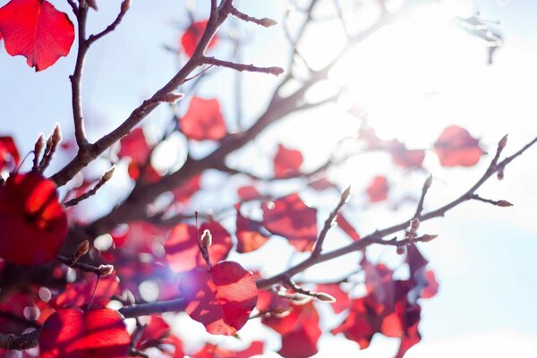 Soleil et branches avec des feuilles rouge vif