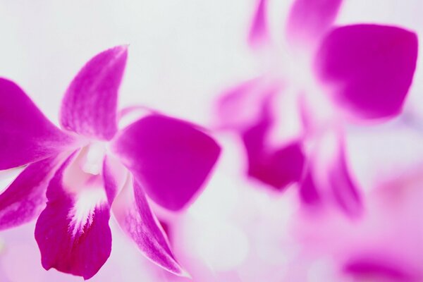 Pink flowers on a white background