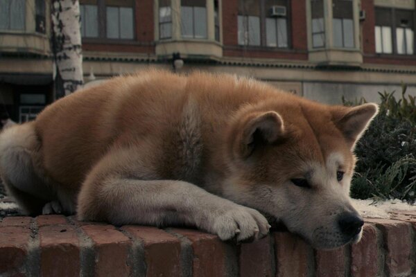 El perro Akita Inu de la película Hachiko