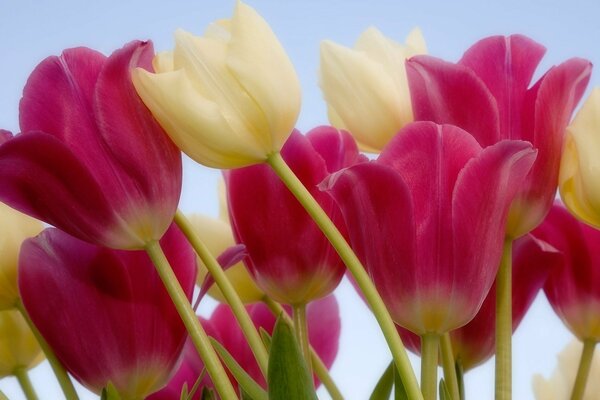 Multicolored tulips on the sky background