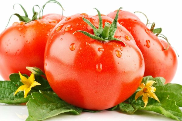 Su sfondo bianco pomodori con code e foglie