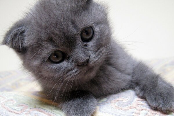 A gray kitten with fallen ears