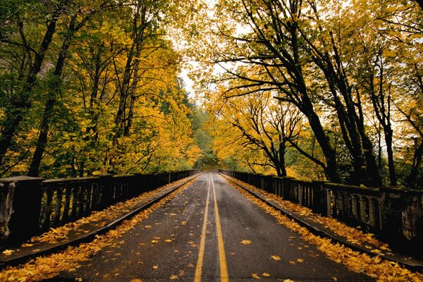 The bridge road going into autumn