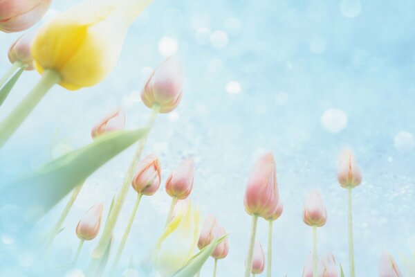 Tulpen auf Himmelshintergrund, Blumen