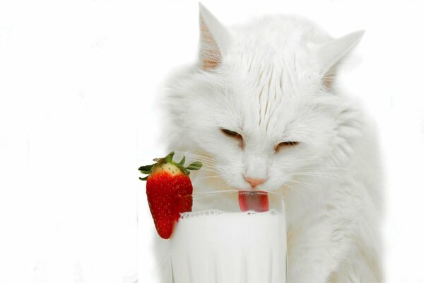 White cat lapping up a milkshake