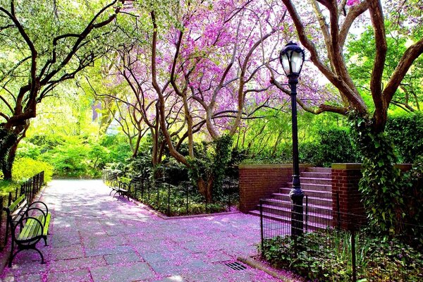 Callejón con pétalos de rosa y árboles