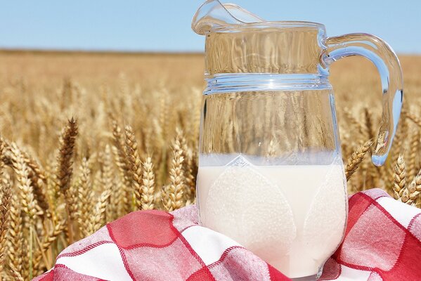 Cruche de lait sur un champ de blé