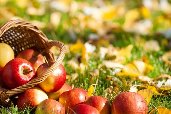 Las manzanas autonivelantes se abren en el follaje de otoño