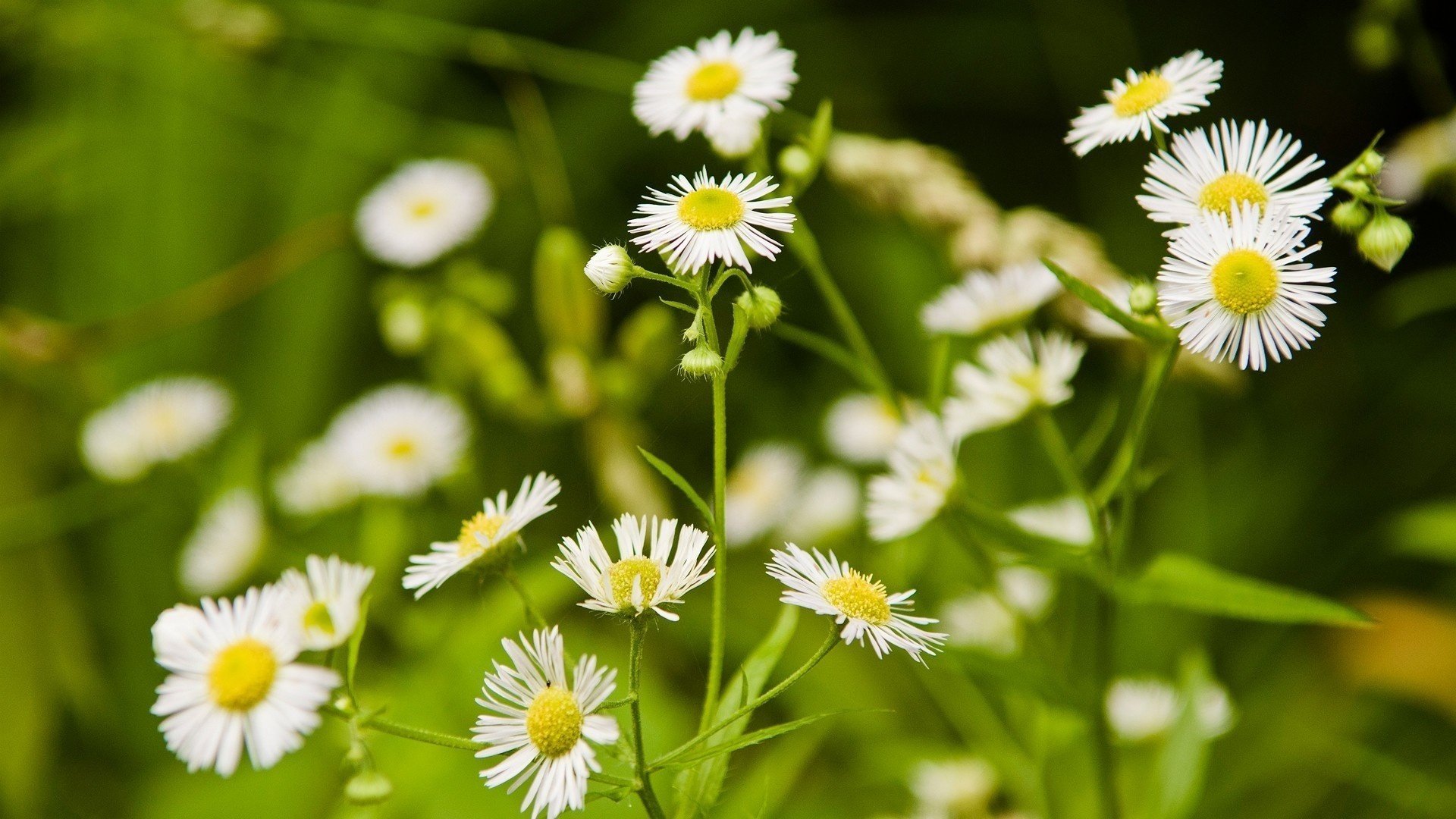 flowers nature glade chamomile grass white