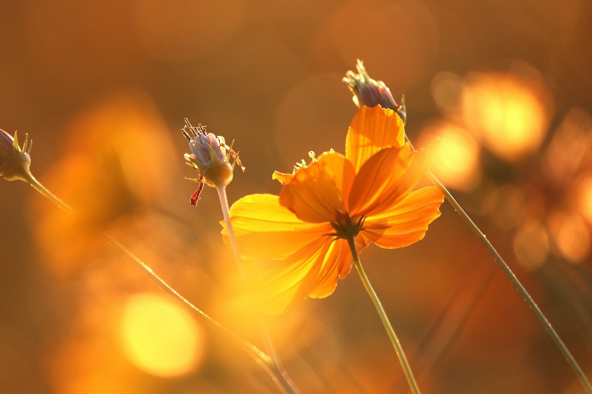 unset flowers beautiful glare