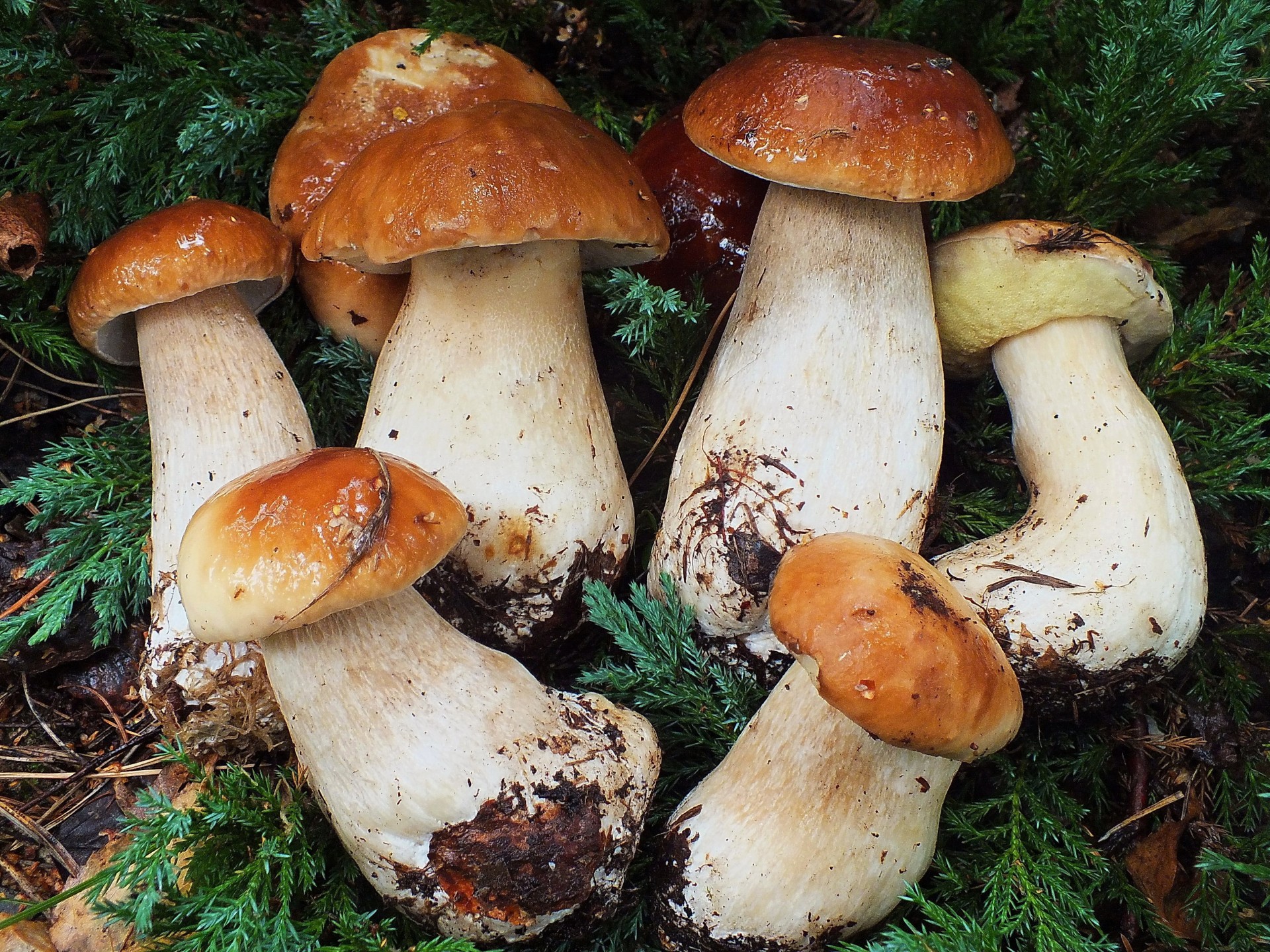 many mushrooms forest white