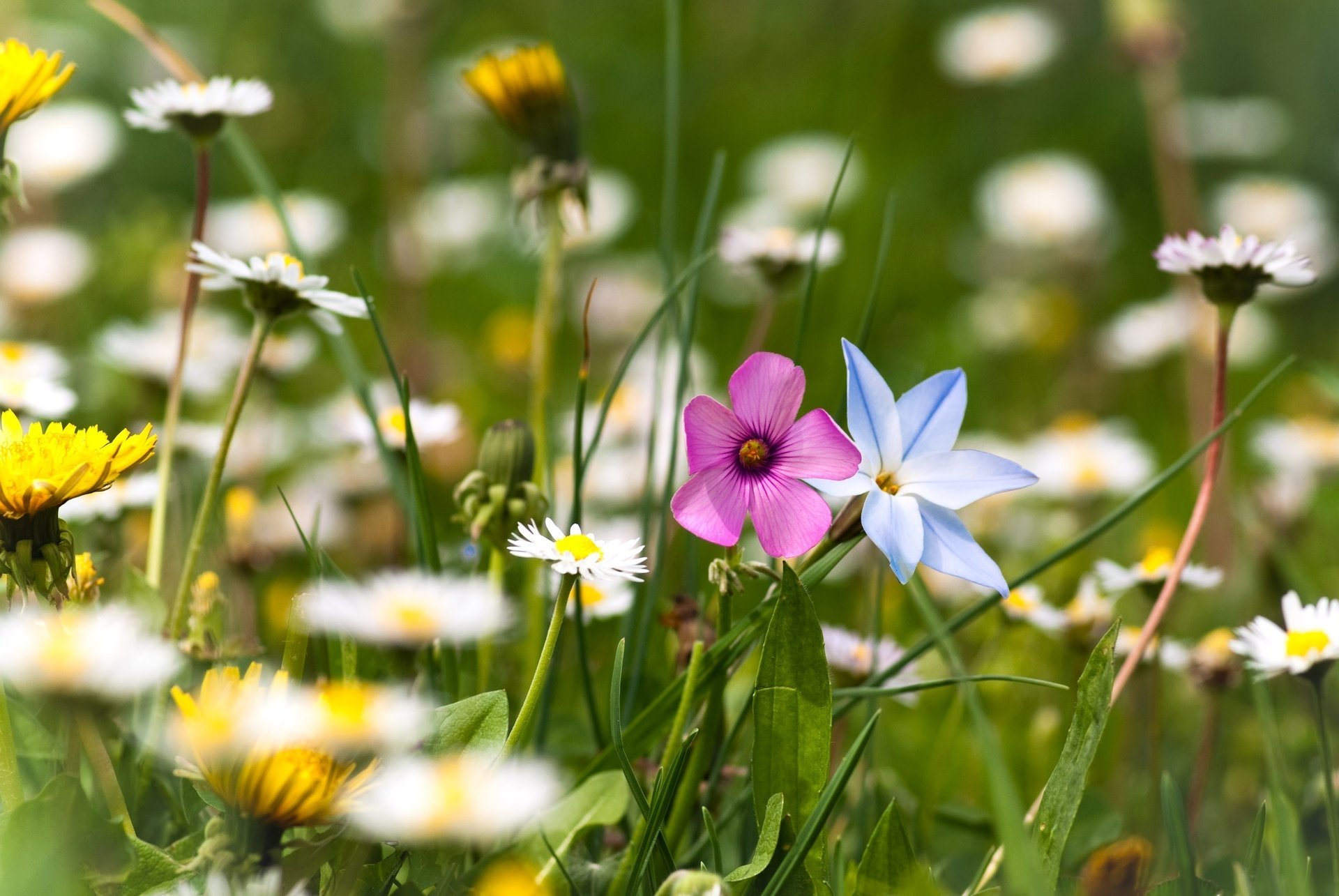 grass flowers plants glade chamomile greens summer